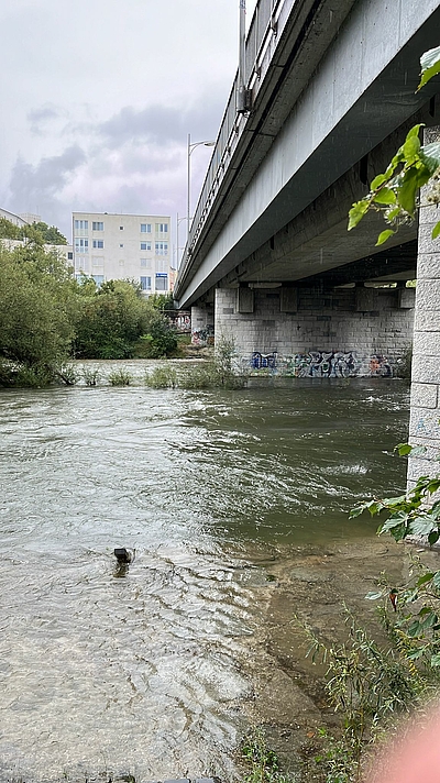 Traun bei der Brücke zwischen Linz-Kleinmünchen und Ebelsberg am 13. September 2024, Pegelstand 289 cm ©Neuron Consult